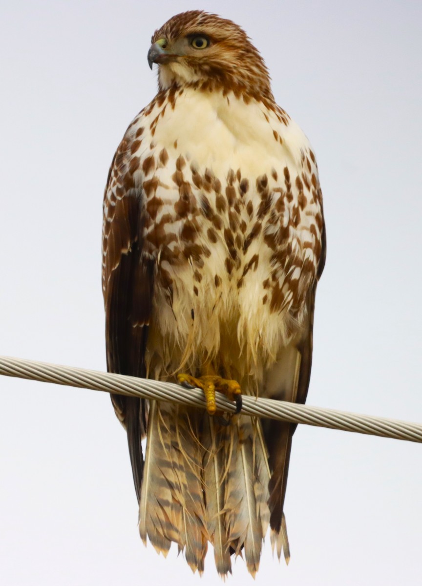 Red-tailed Hawk - ML614099318
