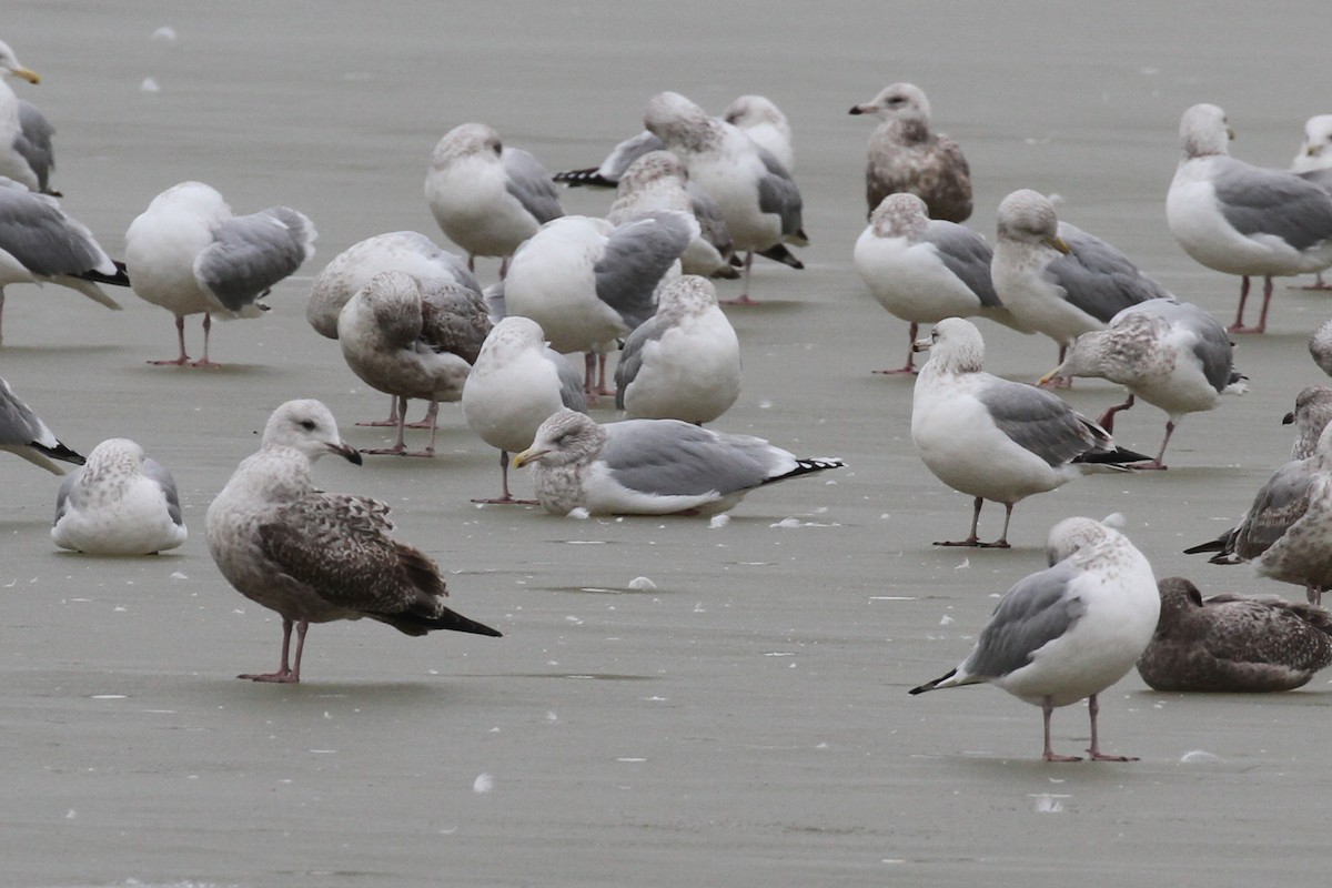 eBird Checklist 27 Jan 2024 Arsenal Road Pond (ASIP Local 150