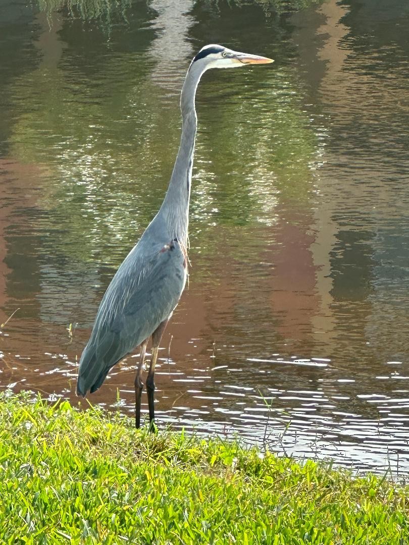 eBird Checklist - 28 Jan 2024 - Paseo Community Ft Myers FL - 3 species