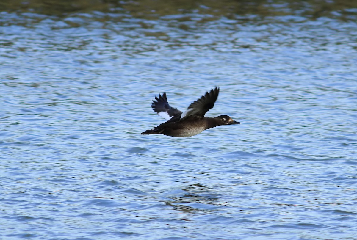 eBird Checklist - 28 Jan 2024 - Cradge Bank - 2 species