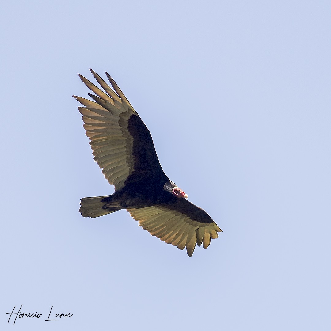 Turkey Vulture - ML614100333