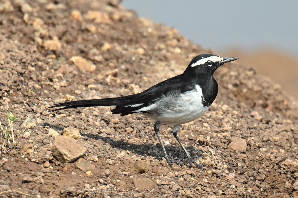White-browed Wagtail - ML614100442