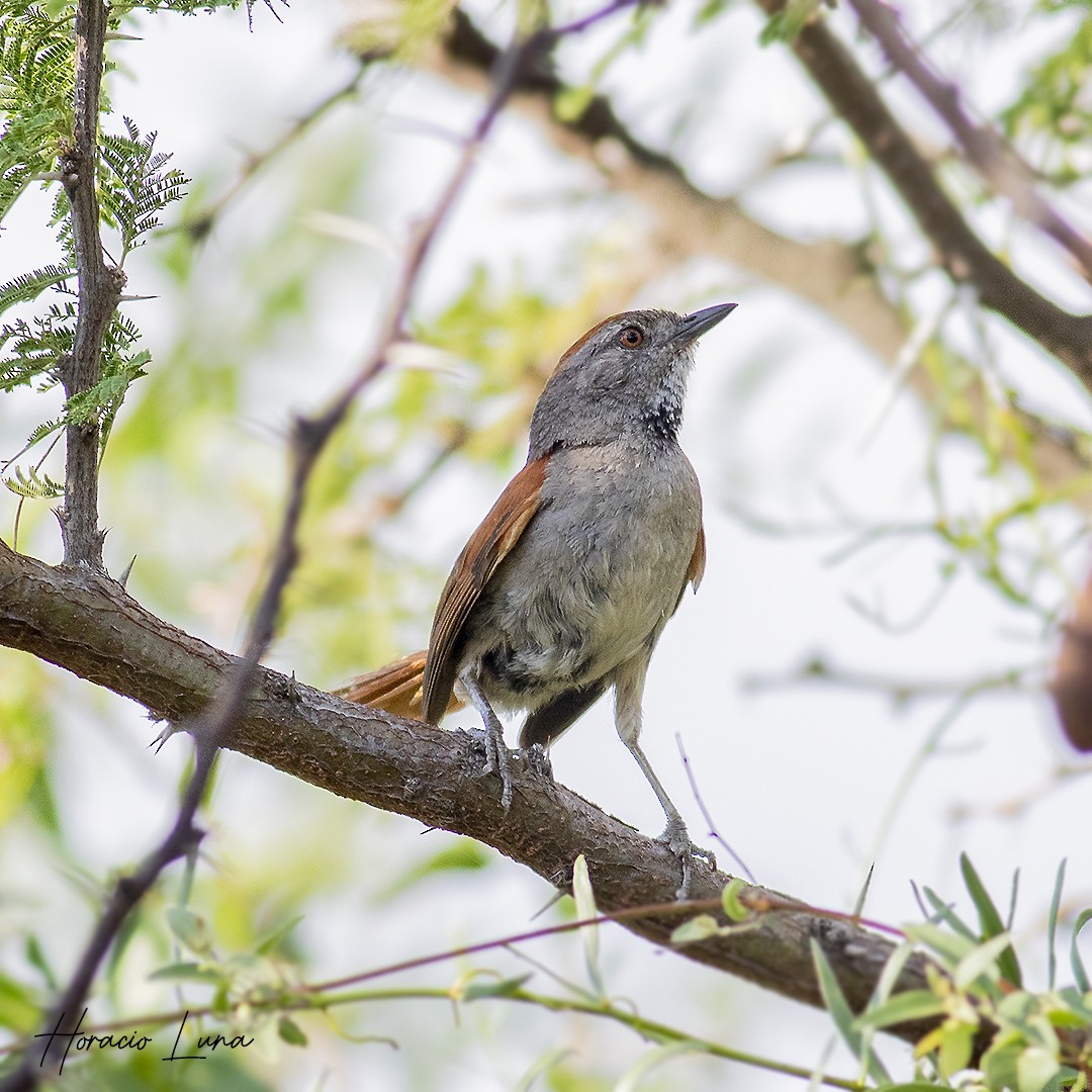 Sooty-fronted Spinetail - ML614100455