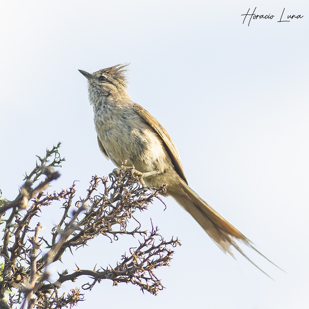 Tufted Tit-Spinetail - ML614100532