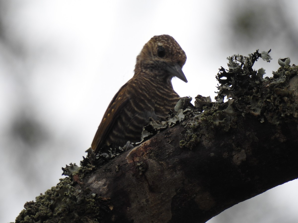 Dot-fronted Woodpecker - ML614100652