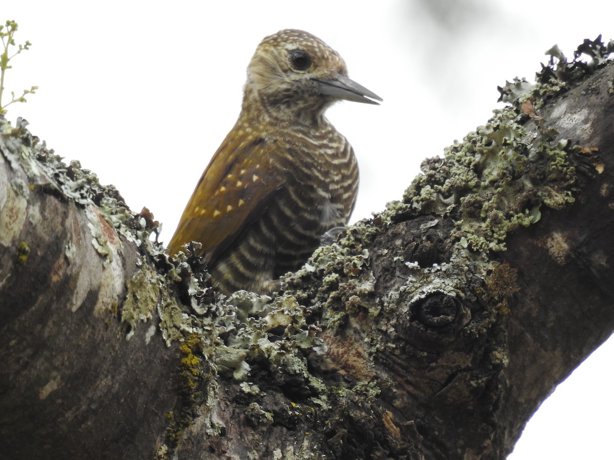Dot-fronted Woodpecker - ML614100653