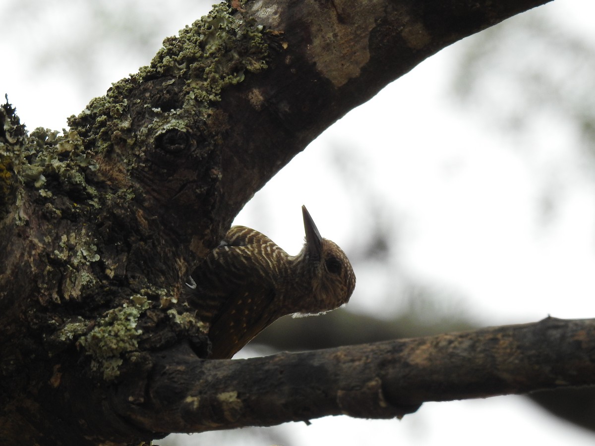 Dot-fronted Woodpecker - ML614100654