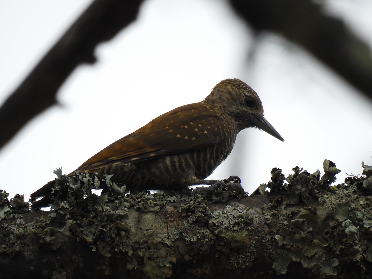Dot-fronted Woodpecker - ML614100655