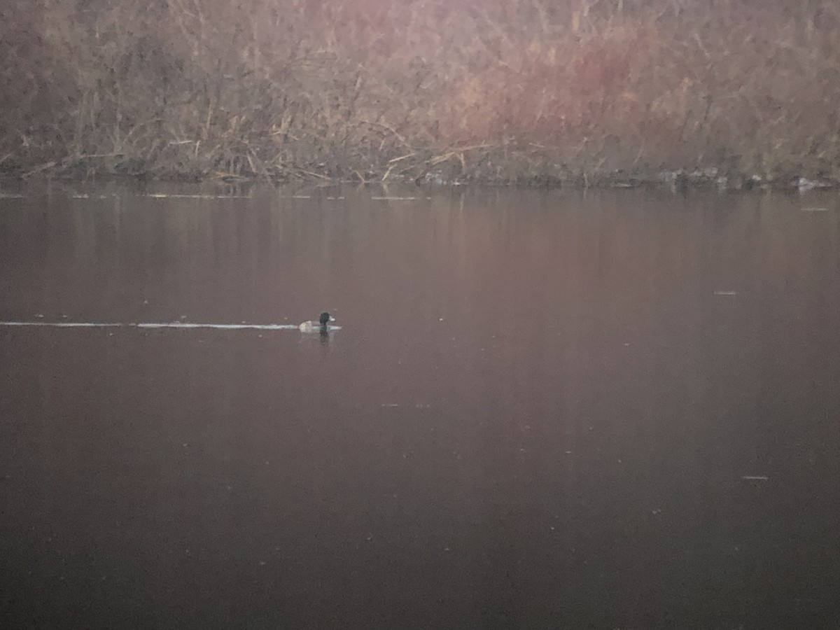 Greater Scaup - ML614101237