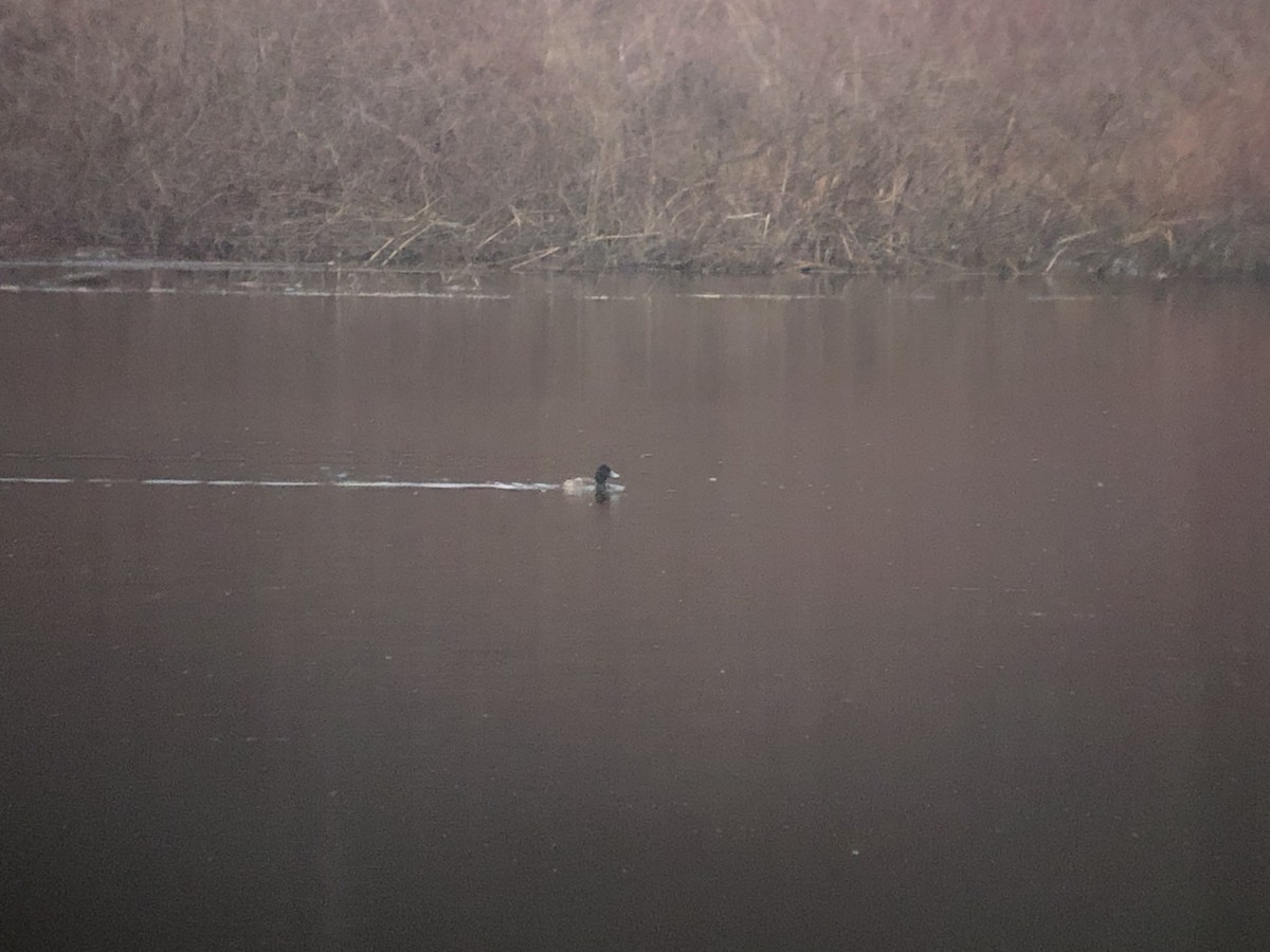 Greater Scaup - ML614101238