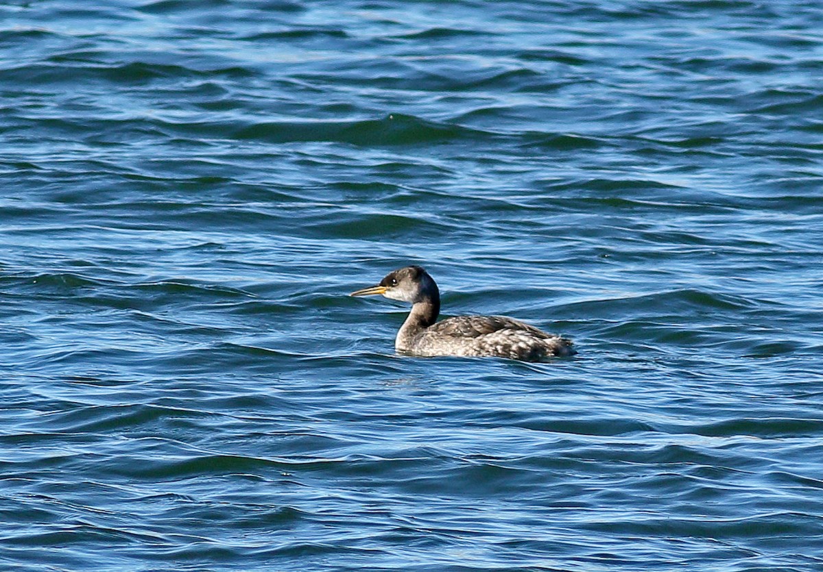 Red-necked Grebe - ML614101409