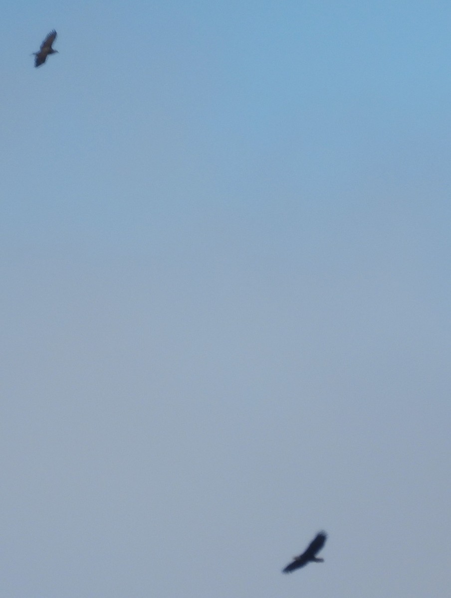 Белоголовый орлан - ML614101415