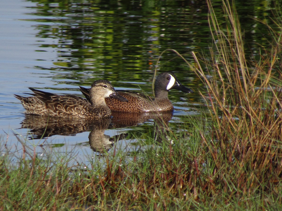 Blue-winged Teal - ML614101709