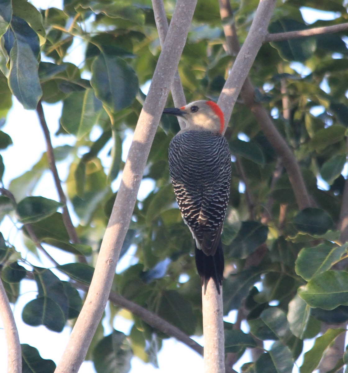 Golden-fronted Woodpecker - ML614101875