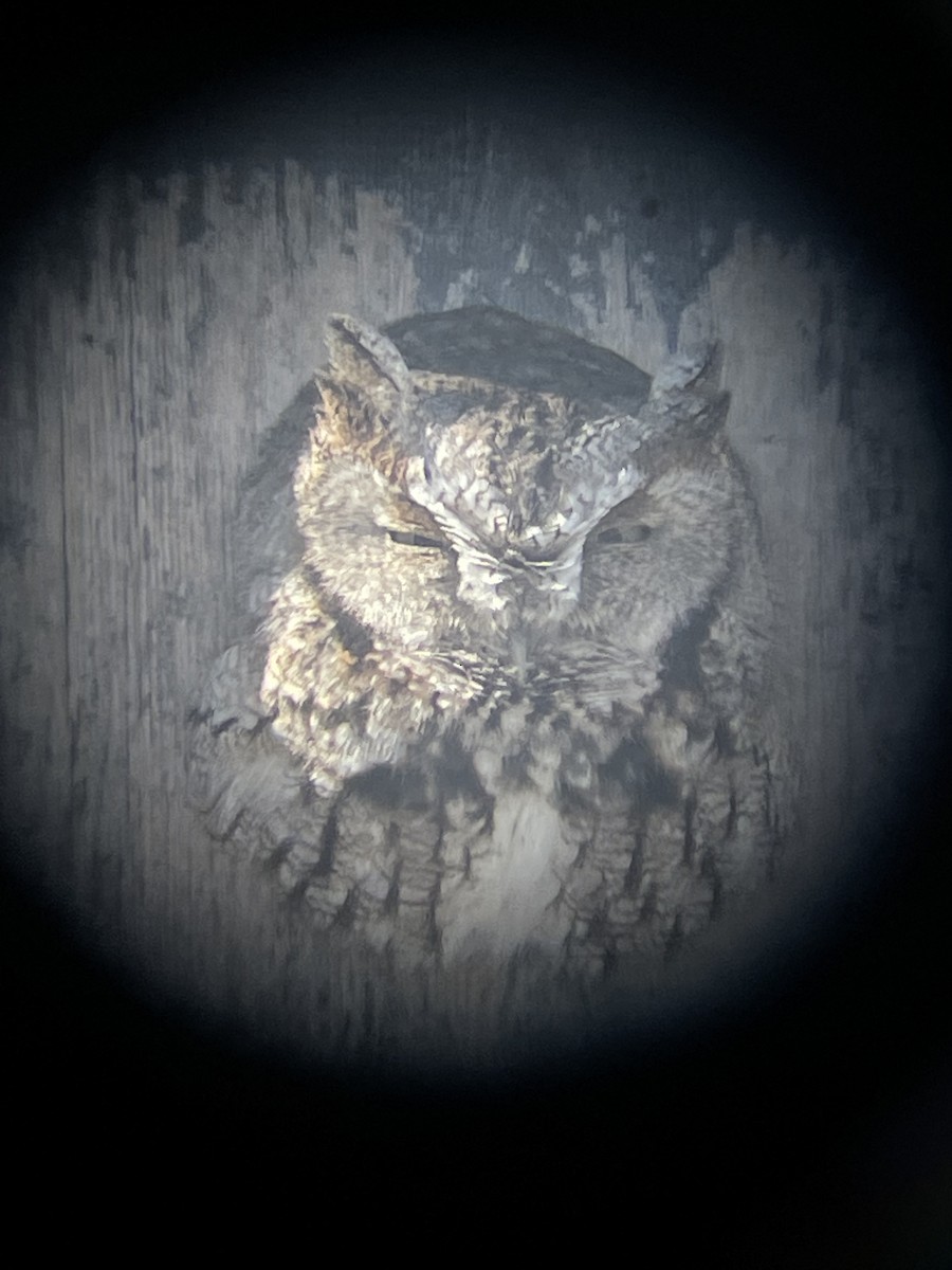 Eastern Screech-Owl - ML614102013