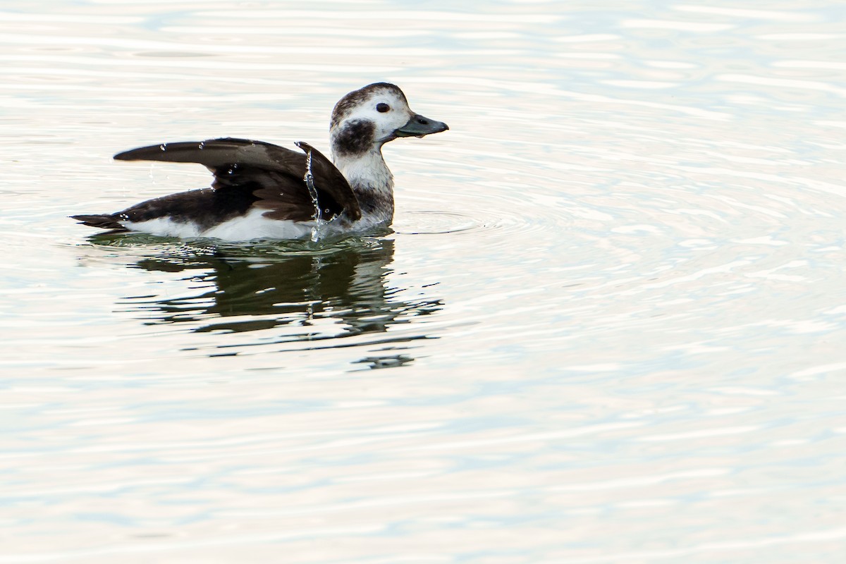 Long-tailed Duck - ML614102066