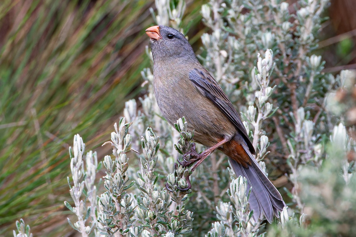 Plain-colored Seedeater - ML614102067