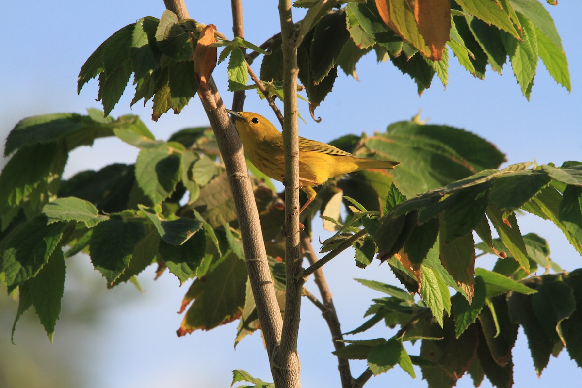 Yellow Warbler - ML614102102