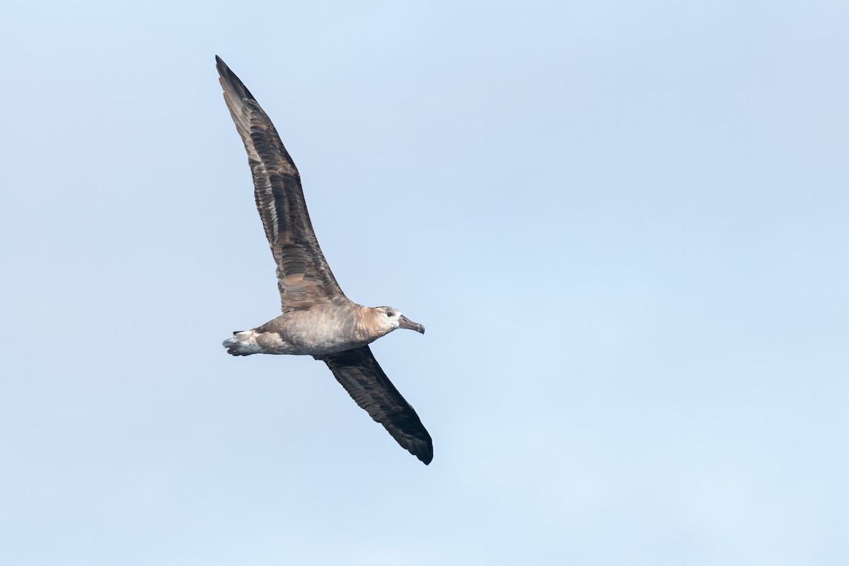 albatros černonohý - ML614102238