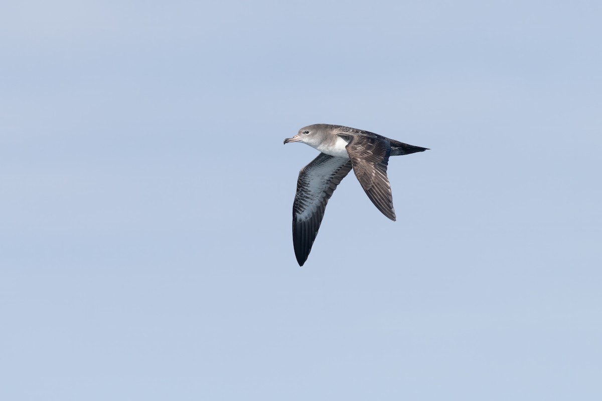 Pink-footed Shearwater - Matthew Bell