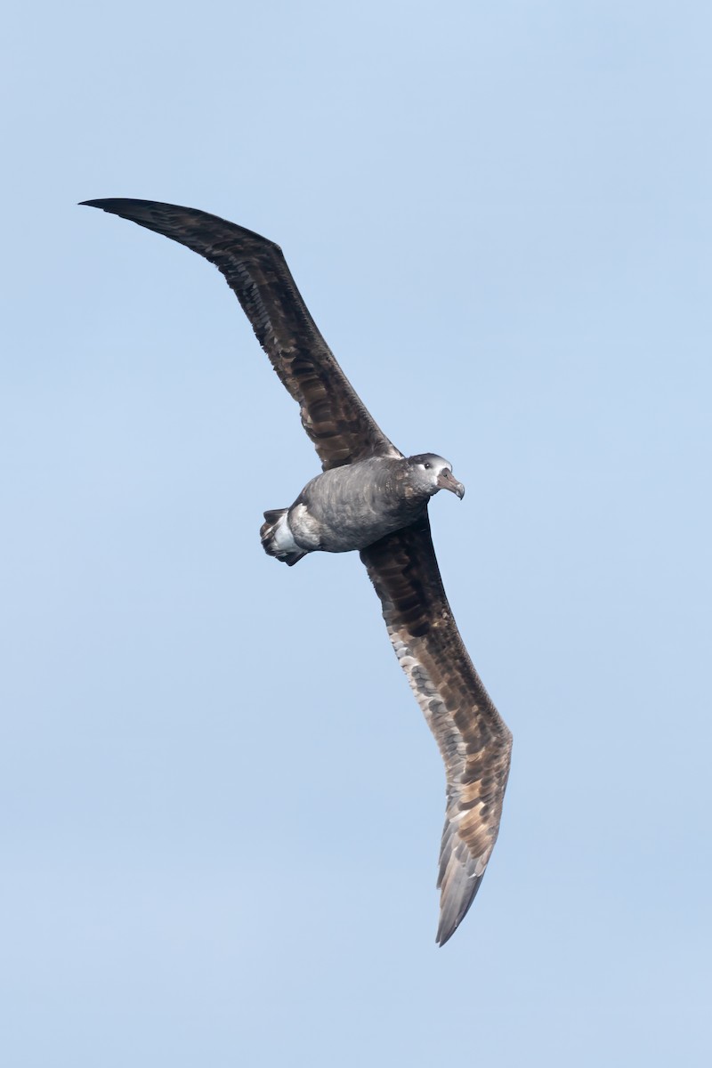 Black-footed Albatross - Matthew Bell