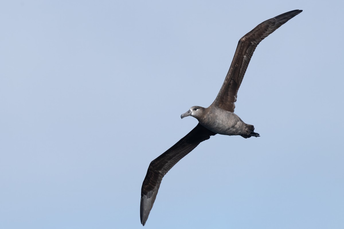 Albatros à pieds noirs - ML614102268