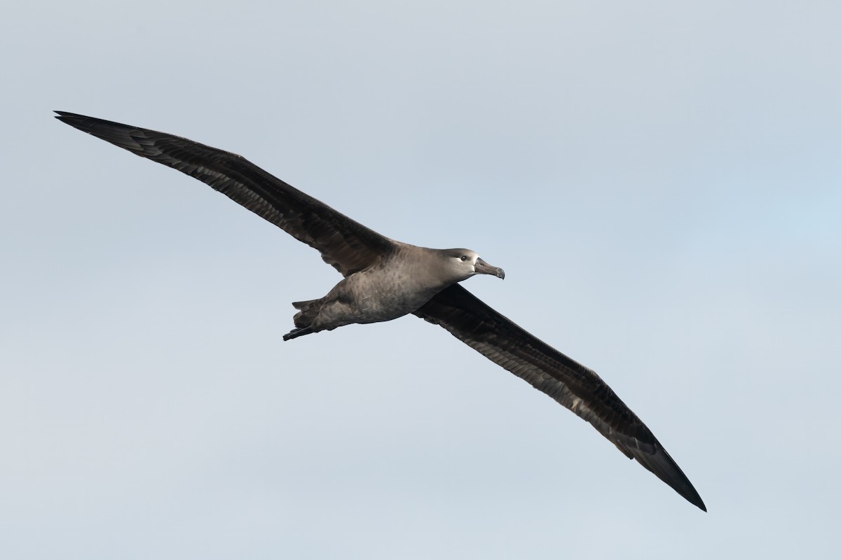 Черноногий альбатрос - ML614102284