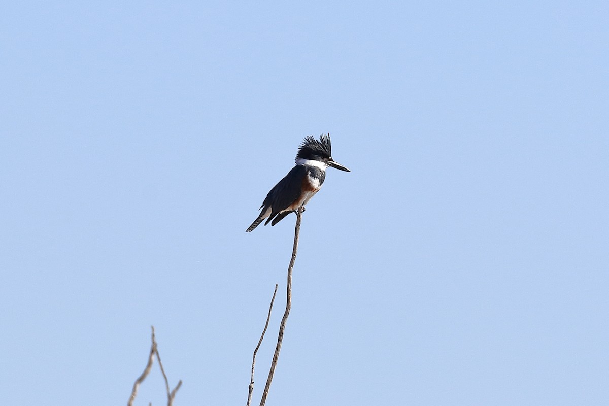 Belted Kingfisher - ML614102979