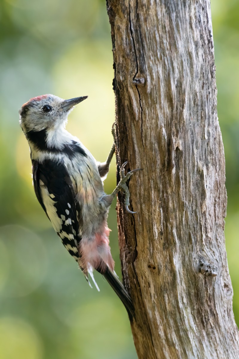 Middle Spotted Woodpecker - Matthew Bell