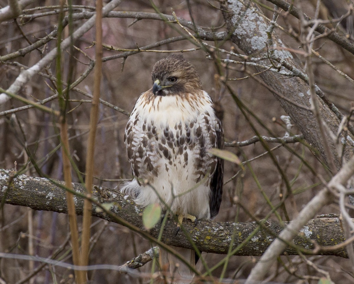Red-tailed Hawk - ML614103208