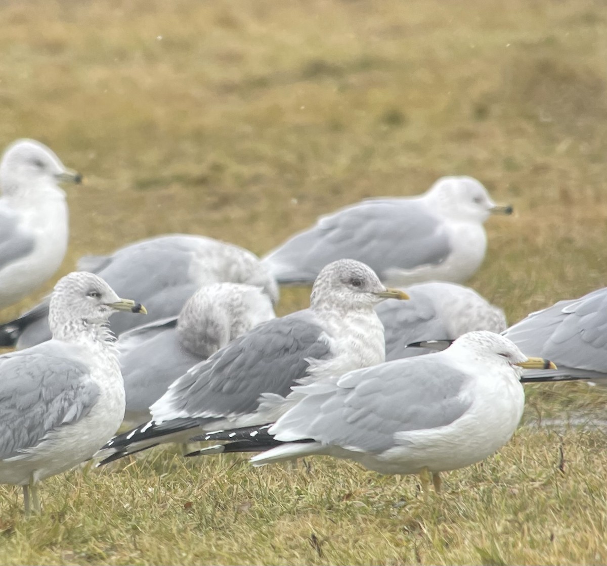 Common Gull (Kamchatka) - Harry Wales