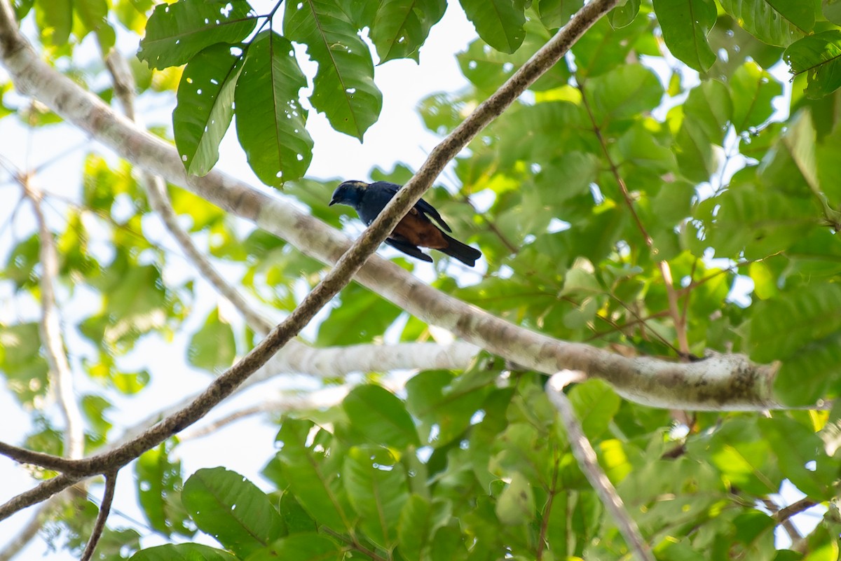 Opal-rumped Tanager - ML614103254