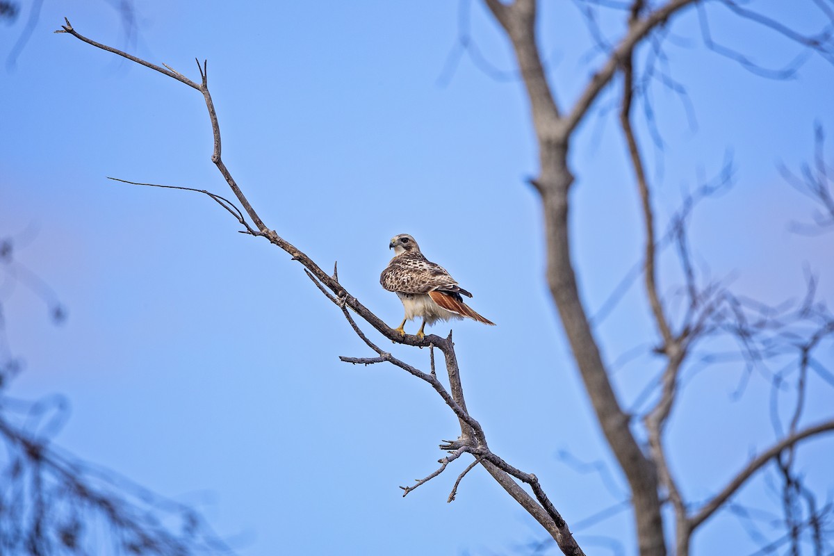 Red-tailed Hawk - ML614103264