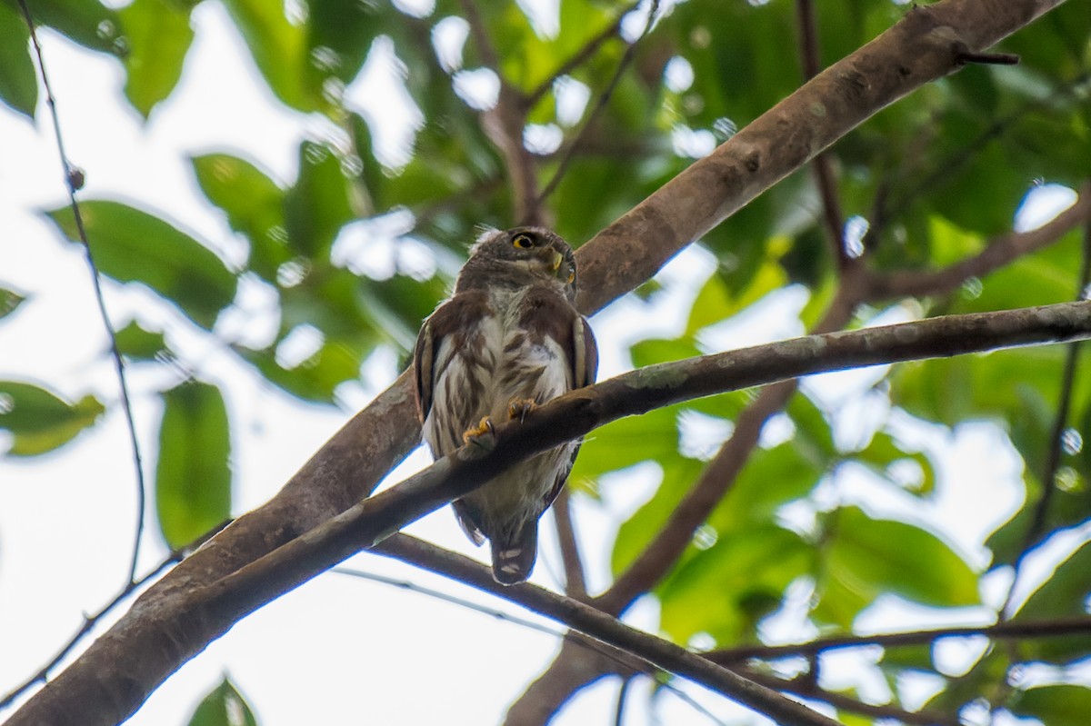 Amazonian Pygmy-Owl - ML614103285