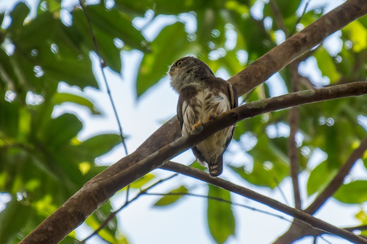 Amazonian Pygmy-Owl - ML614103288