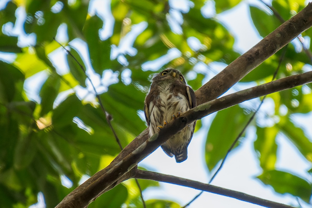 Amazonian Pygmy-Owl - ML614103289