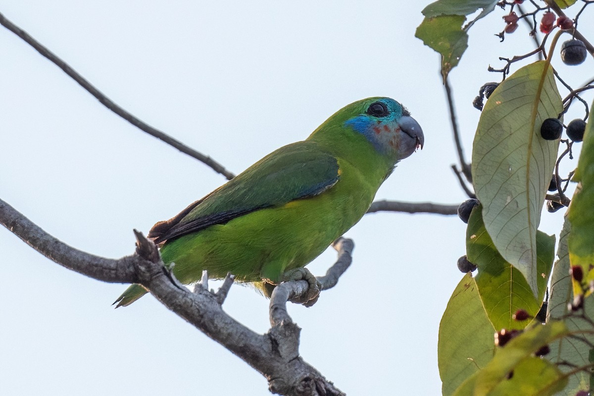 Double-eyed Fig-Parrot - ML614103429