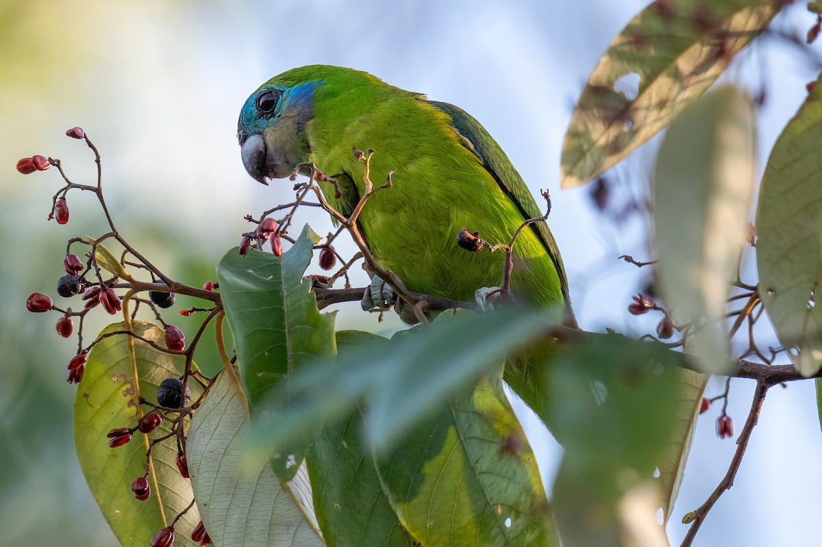 Double-eyed Fig-Parrot - ML614103431