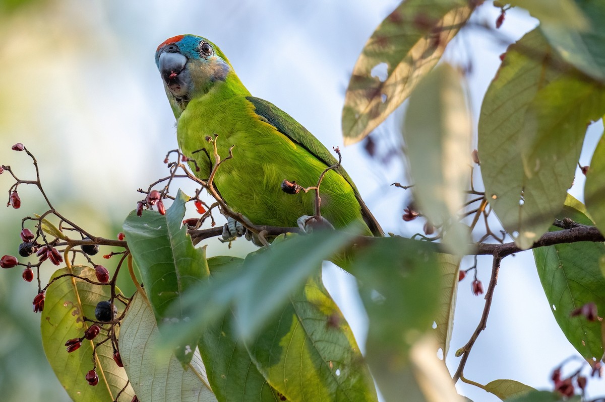 Double-eyed Fig-Parrot - James Hoagland