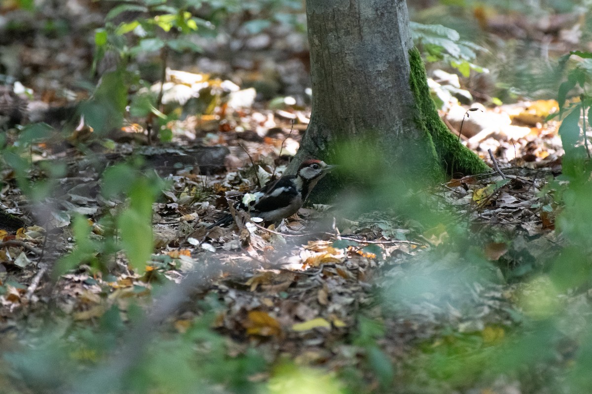 Great Spotted Woodpecker (Great Spotted) - Matthew Bell