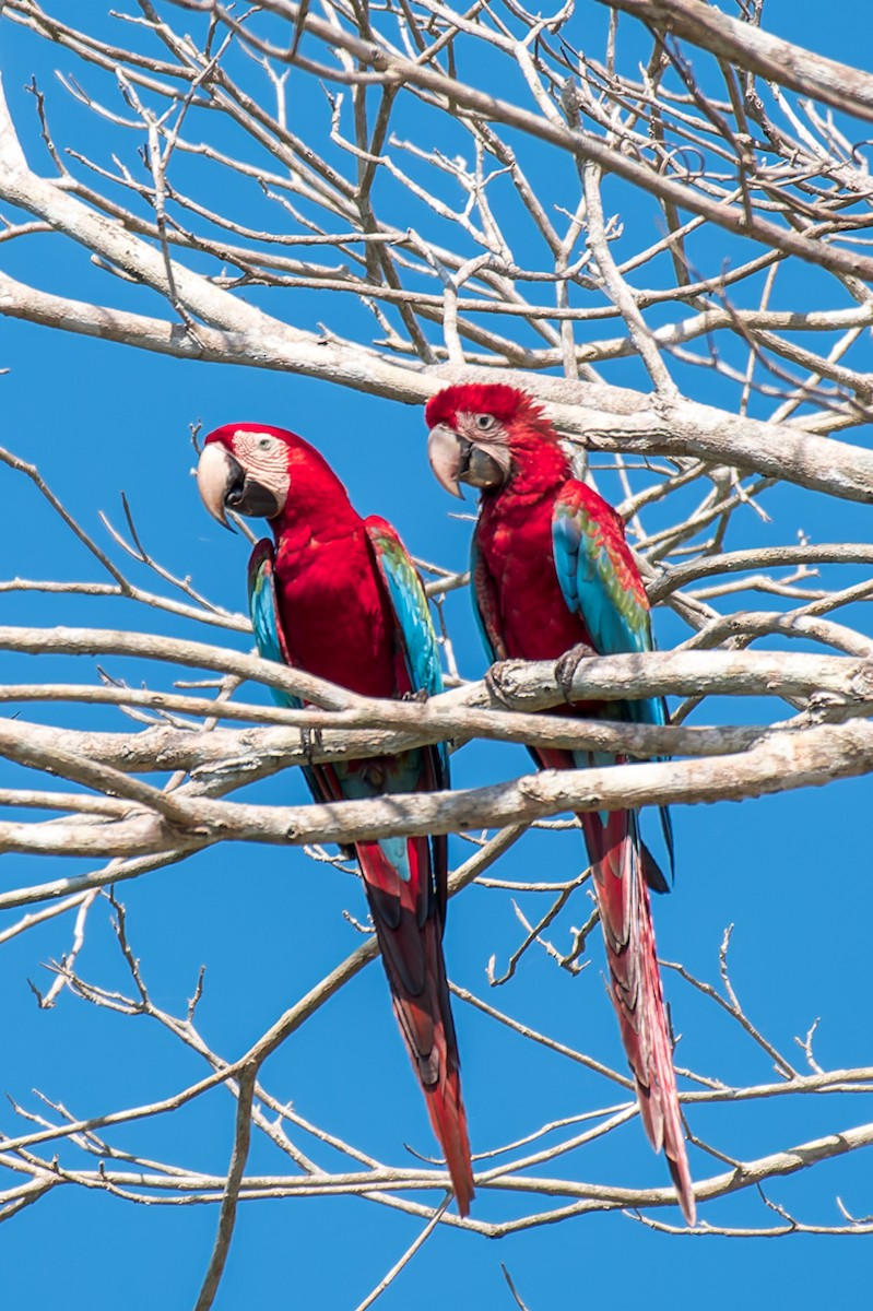Red-and-green Macaw - ML614103489