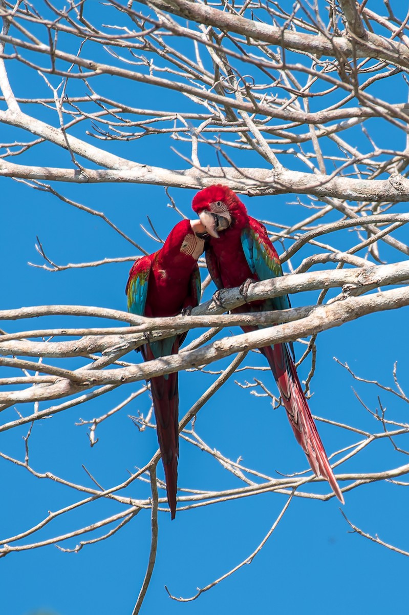 Red-and-green Macaw - ML614103490