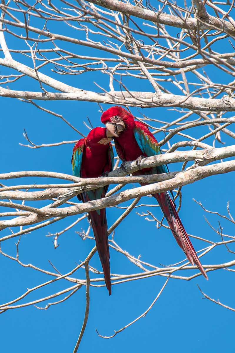 Red-and-green Macaw - ML614103491