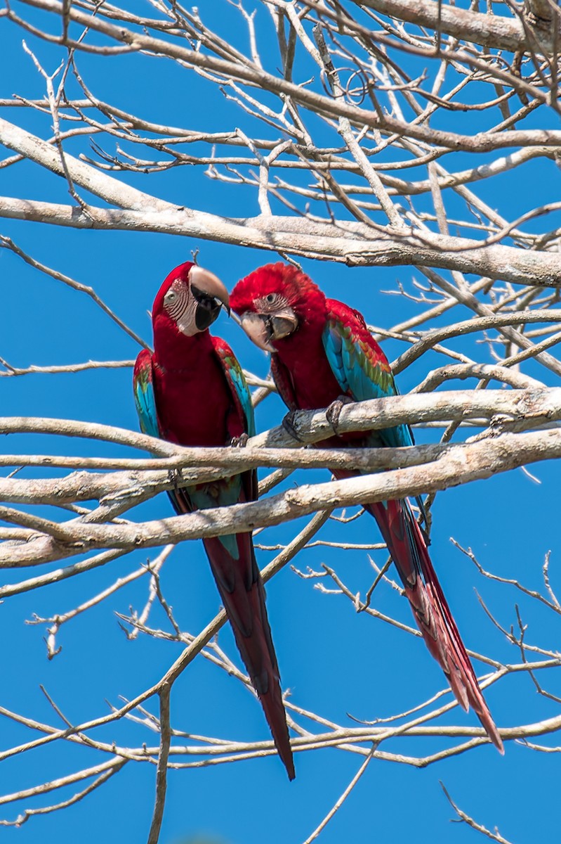 Red-and-green Macaw - ML614103493