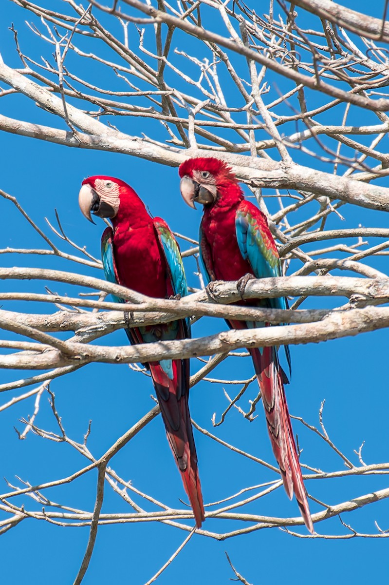 Red-and-green Macaw - ML614103494