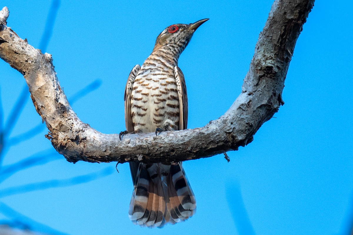 Little Bronze-Cuckoo (Gould's) - ML614103616