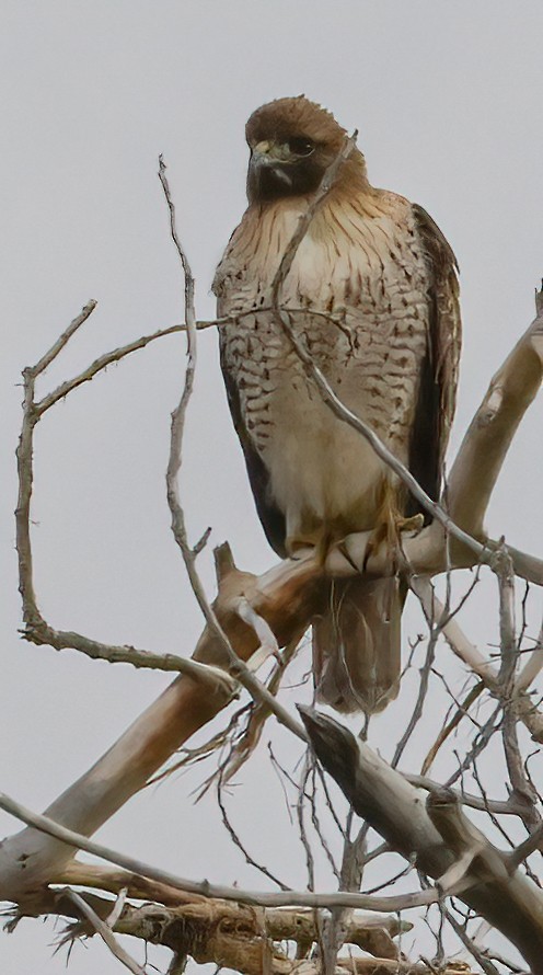 Red-tailed Hawk - ML614103706