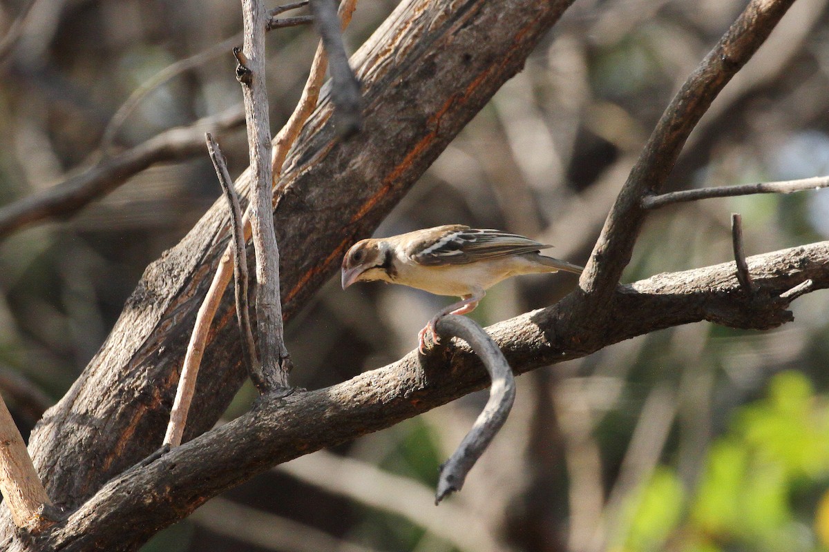 Chestnut-crowned Sparrow-Weaver - ML614103834