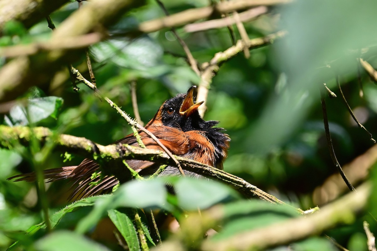 Black-faced Rufous-Warbler - ML614103972