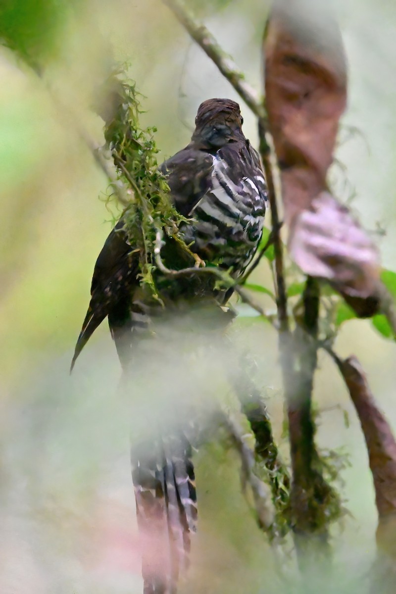 Dusky Long-tailed Cuckoo - ML614104149